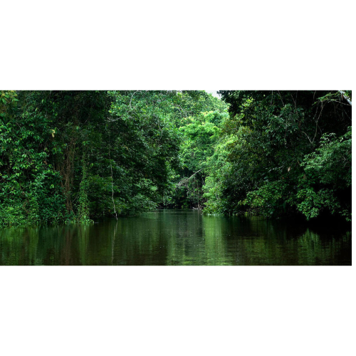 The Most Important Businesses in the Brazilian Amazon