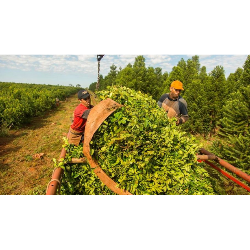 Industria de la Yerba Mate Argentina: situación actual, proyecciones y tendencias 2025