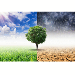 Emprender verde: ¿es realmente negocio apostar por productos sostenibles?