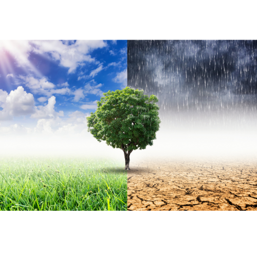 Emprender verde: ¿es realmente negocio apostar por productos sostenibles?