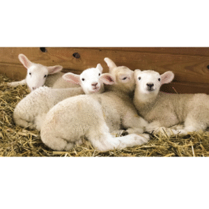 Uruguay’s Bold Bet on Lamb Exports to Japan