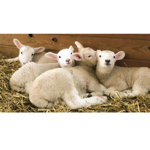 Uruguay’s Bold Bet on Lamb Exports to Japan